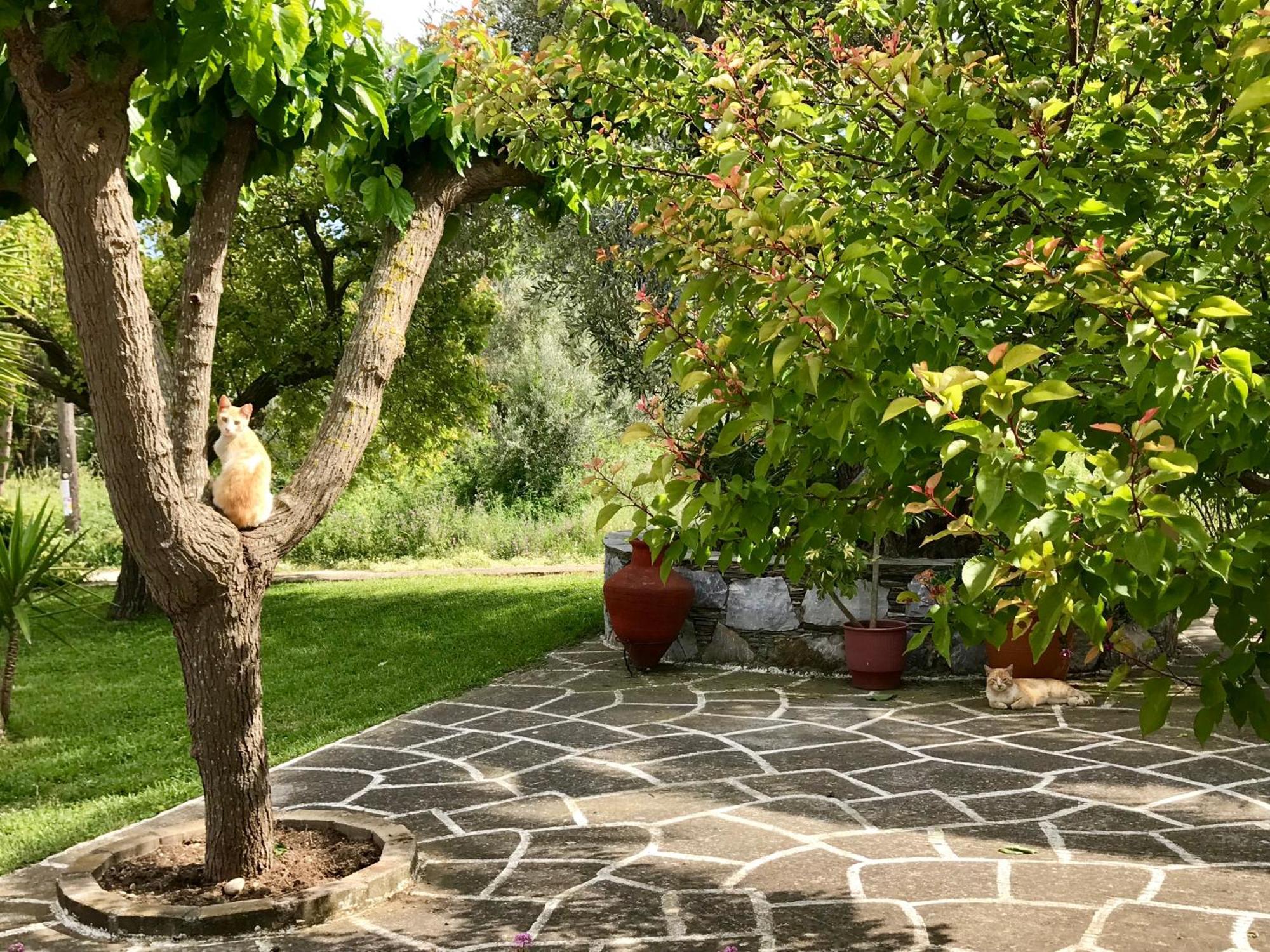 Pansion Episkopi Studios Скопелос Екстериор снимка